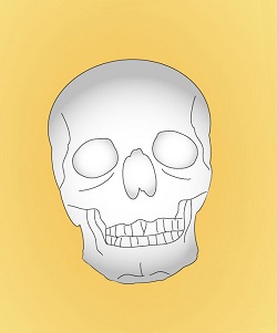 頭蓋骨のイラスト(変位あり）.jpg
